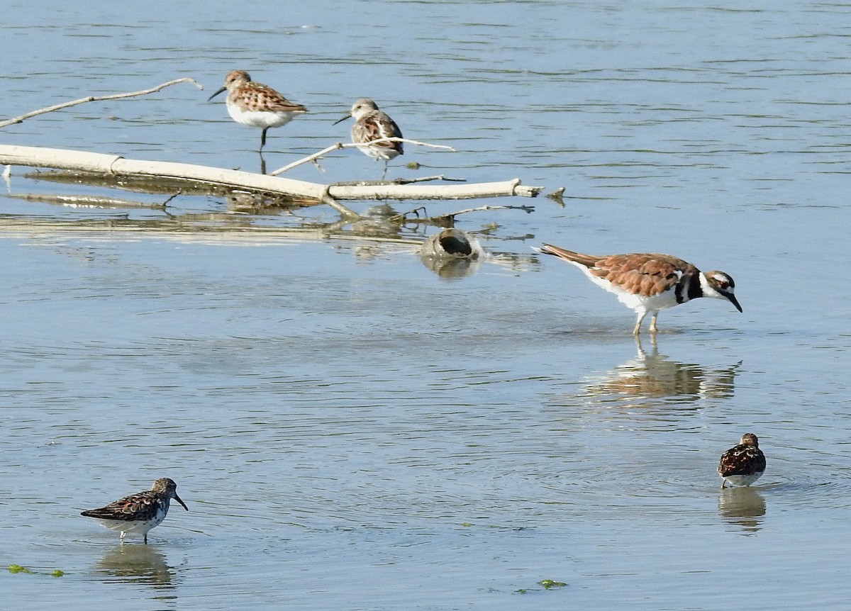 Killdeer - ML64602891