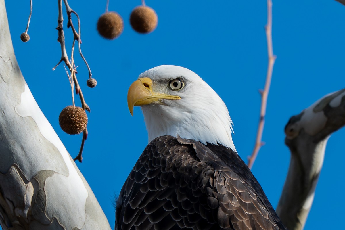 Pygargue à tête blanche - ML646028915