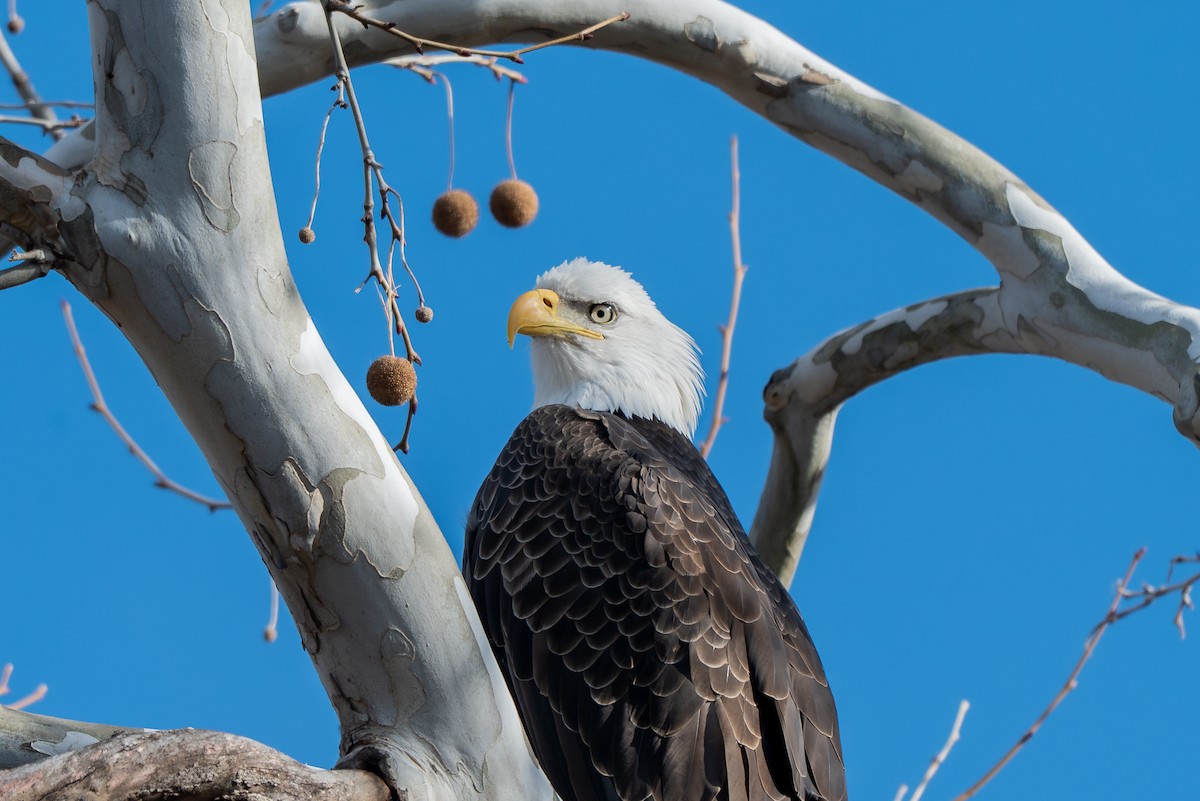 Pygargue à tête blanche - ML646028916