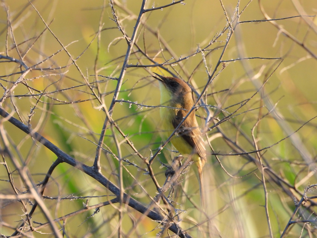 Warbling Doradito - ML646028921