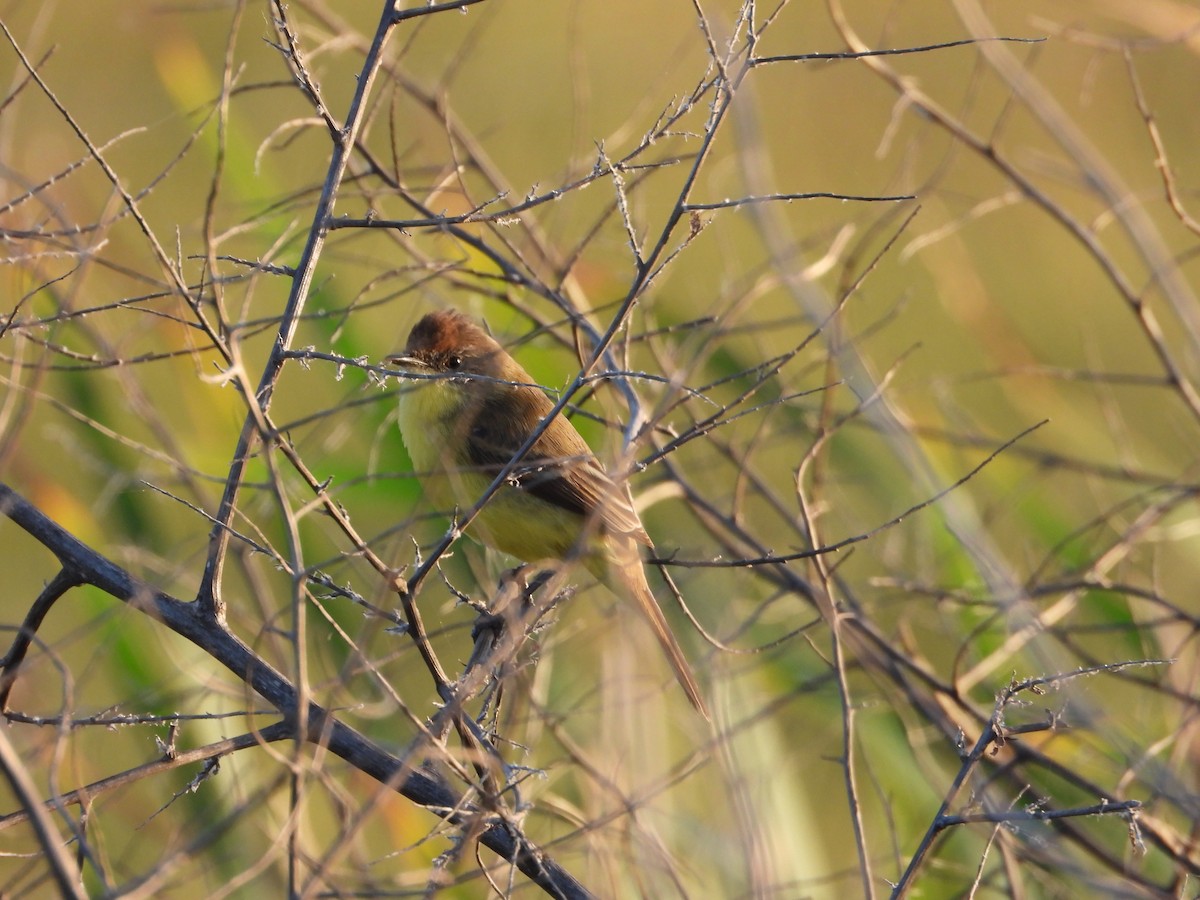 Warbling Doradito - ML646028923