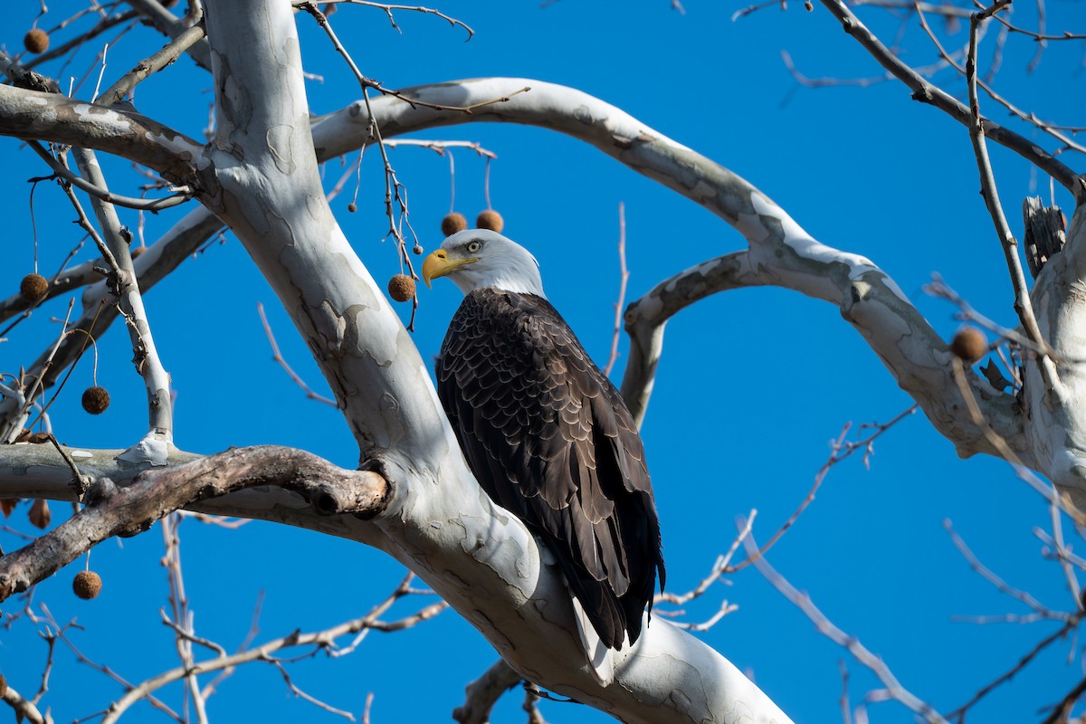 Pygargue à tête blanche - ML646028925