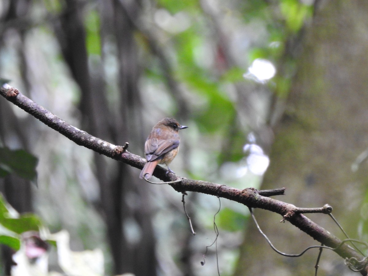 Bornean Blue Flycatcher - ML646028926
