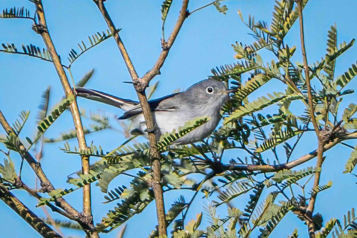 Голубая комароловка - ML646028927