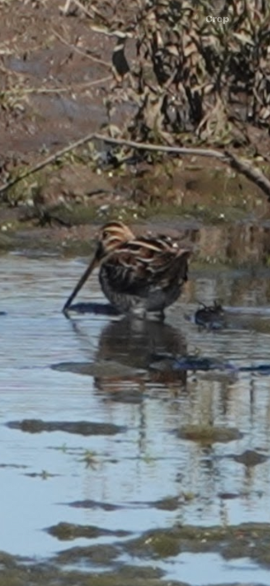 Wilson's Snipe - ML646028928