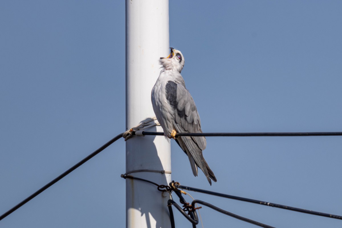 Black-winged Kite - ML646028929
