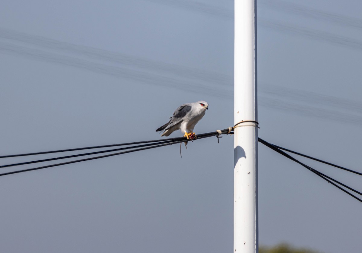Black-winged Kite - ML646028930