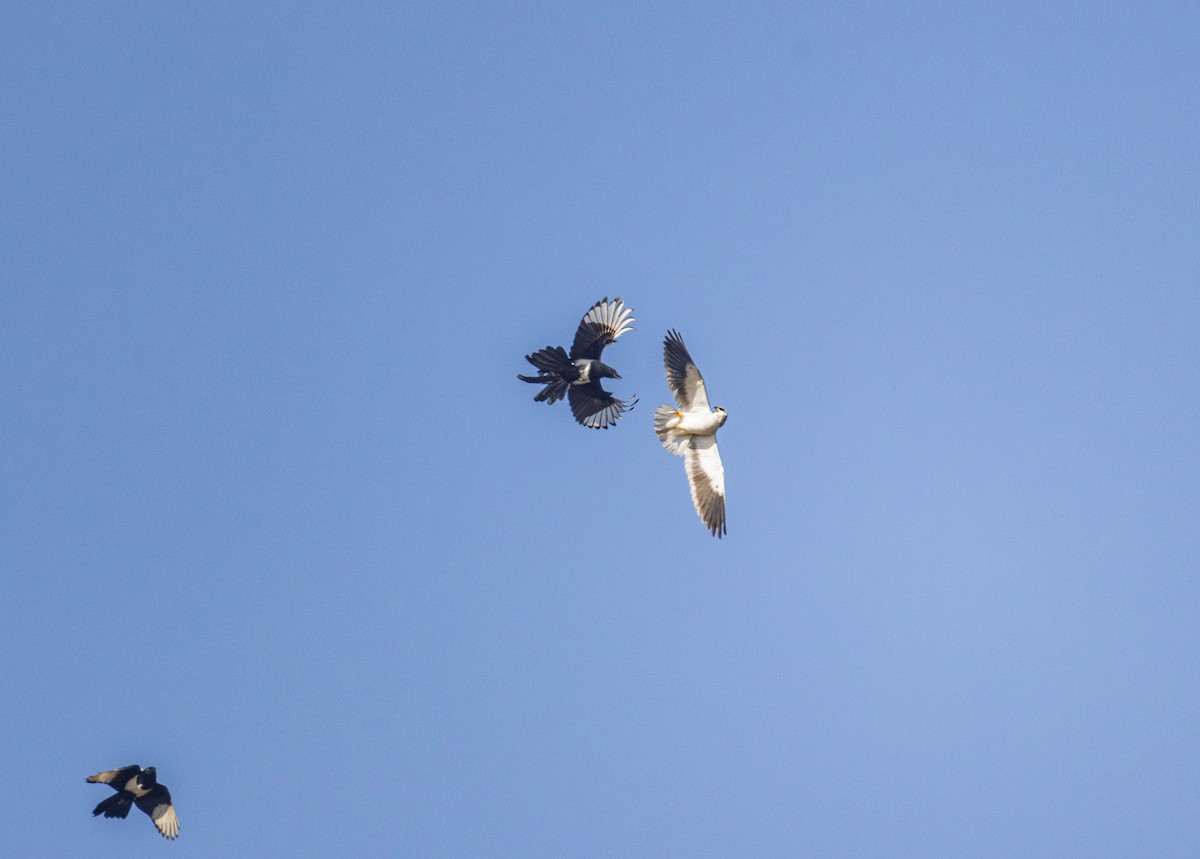 Black-winged Kite - ML646028931