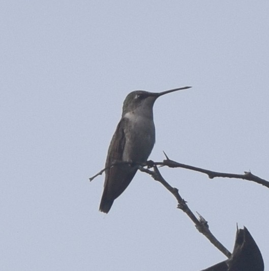 Рубиновогорлый колибри - ML646028932