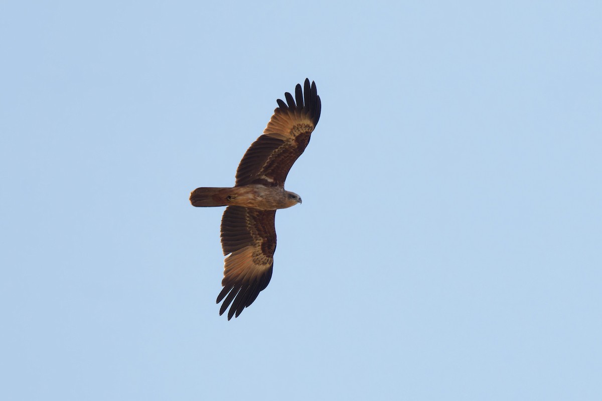 luňák bělohlavý - ML646028933