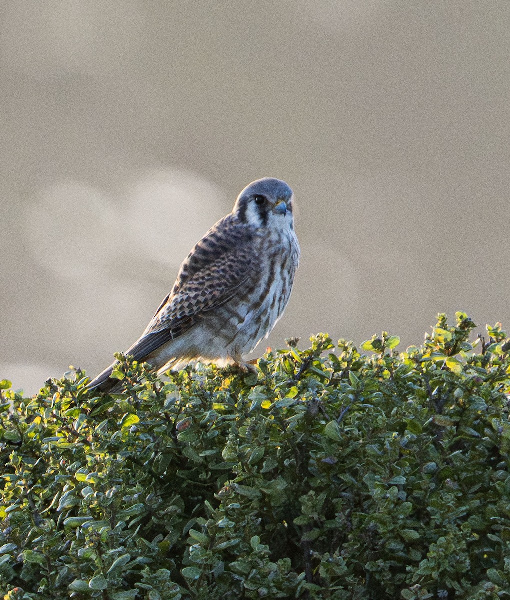 American Kestrel - ML646028938