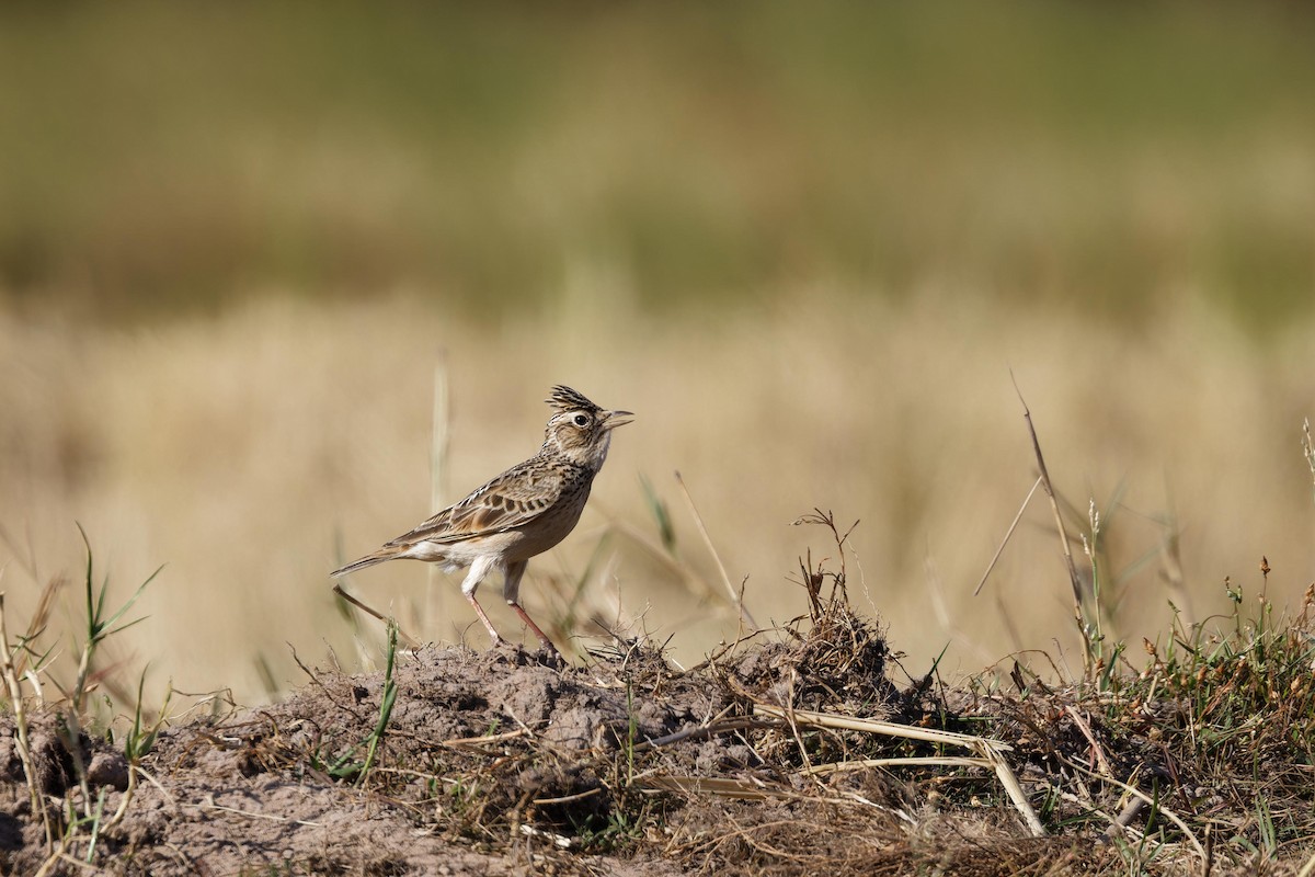 skřivan východní - ML646028941