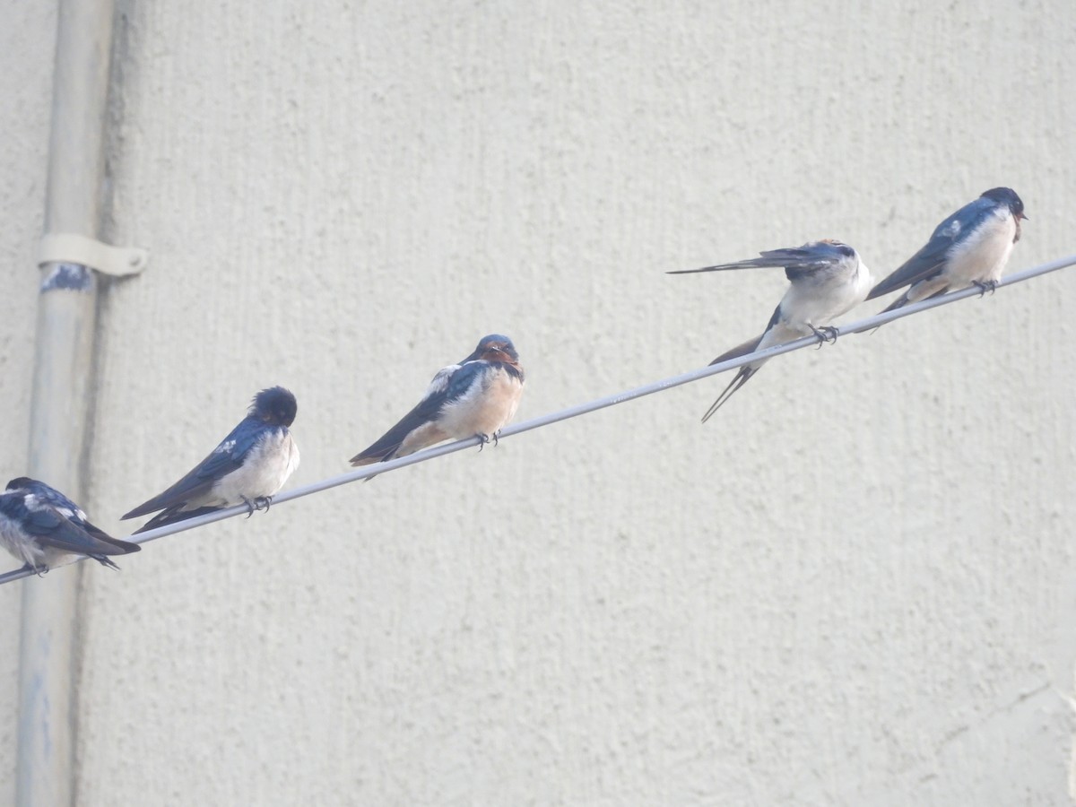 vlaštovka obecná - ML646028951