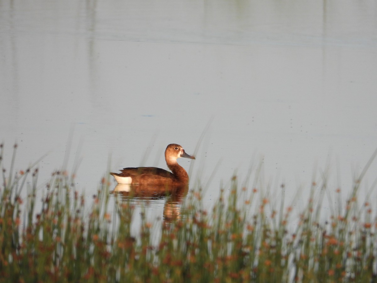 Rosy-billed Pochard - ML646028954
