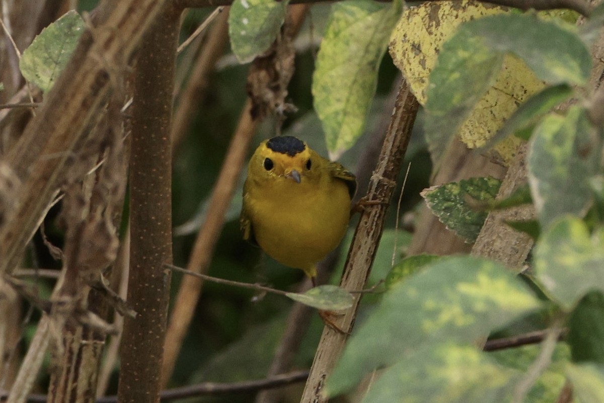 Wilson's Warbler - ML646028957