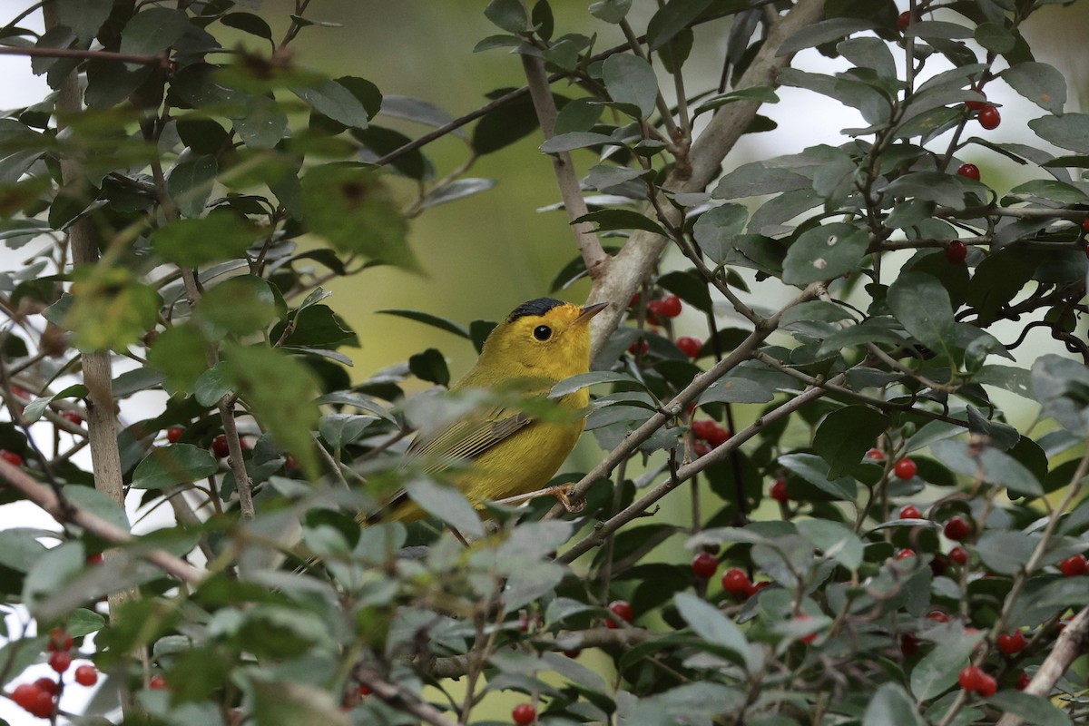 Wilson's Warbler - ML646028958