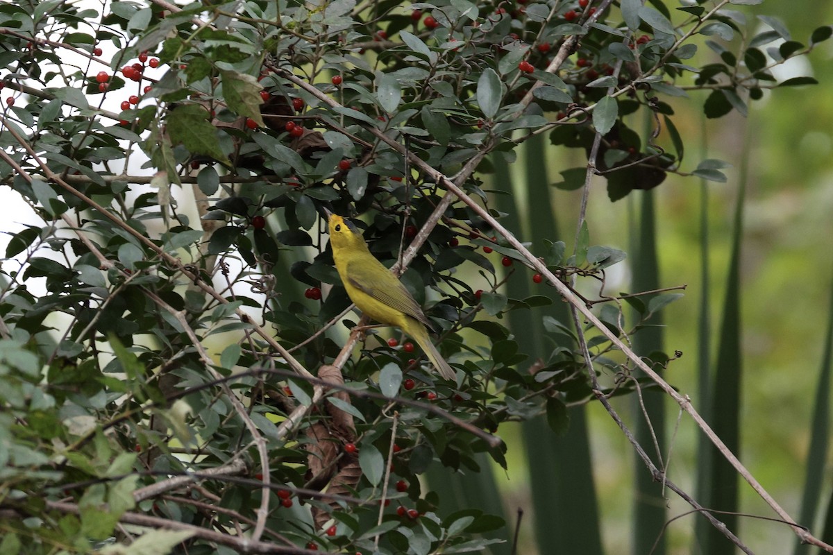 Wilson's Warbler - ML646028959