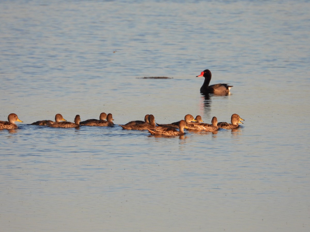 Шилохвіст жовтодзьобий - ML646028976