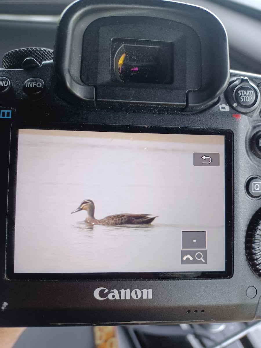 Pacific Black Duck - ML646028977