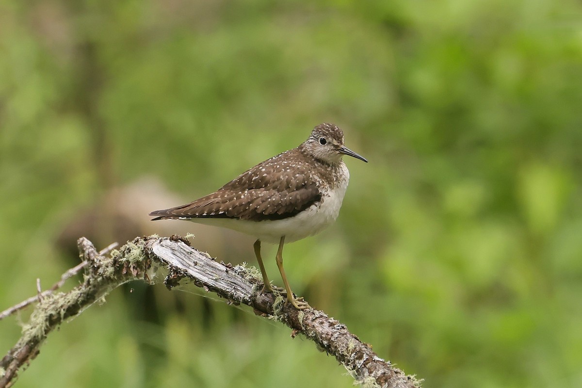 Solitary Sandpiper - ML646028979