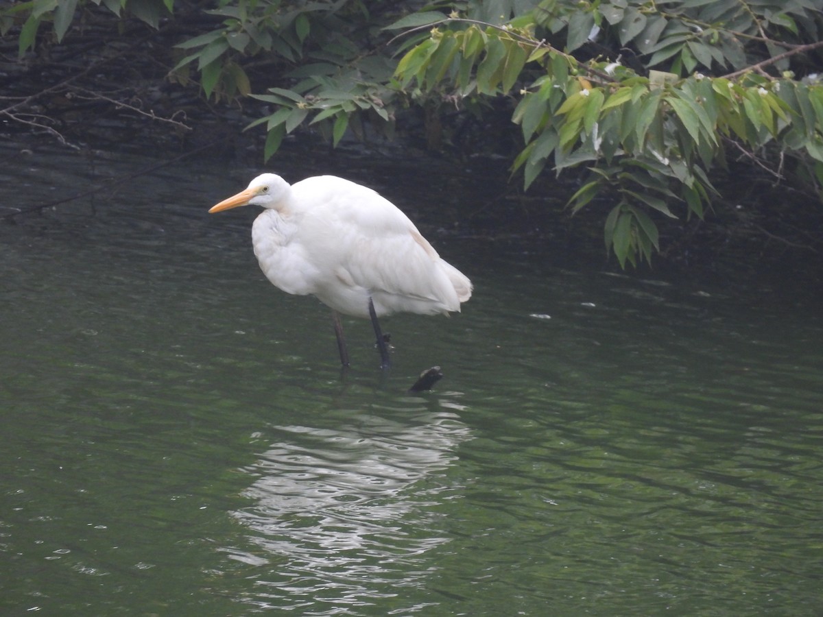 Great Egret - ML646028980