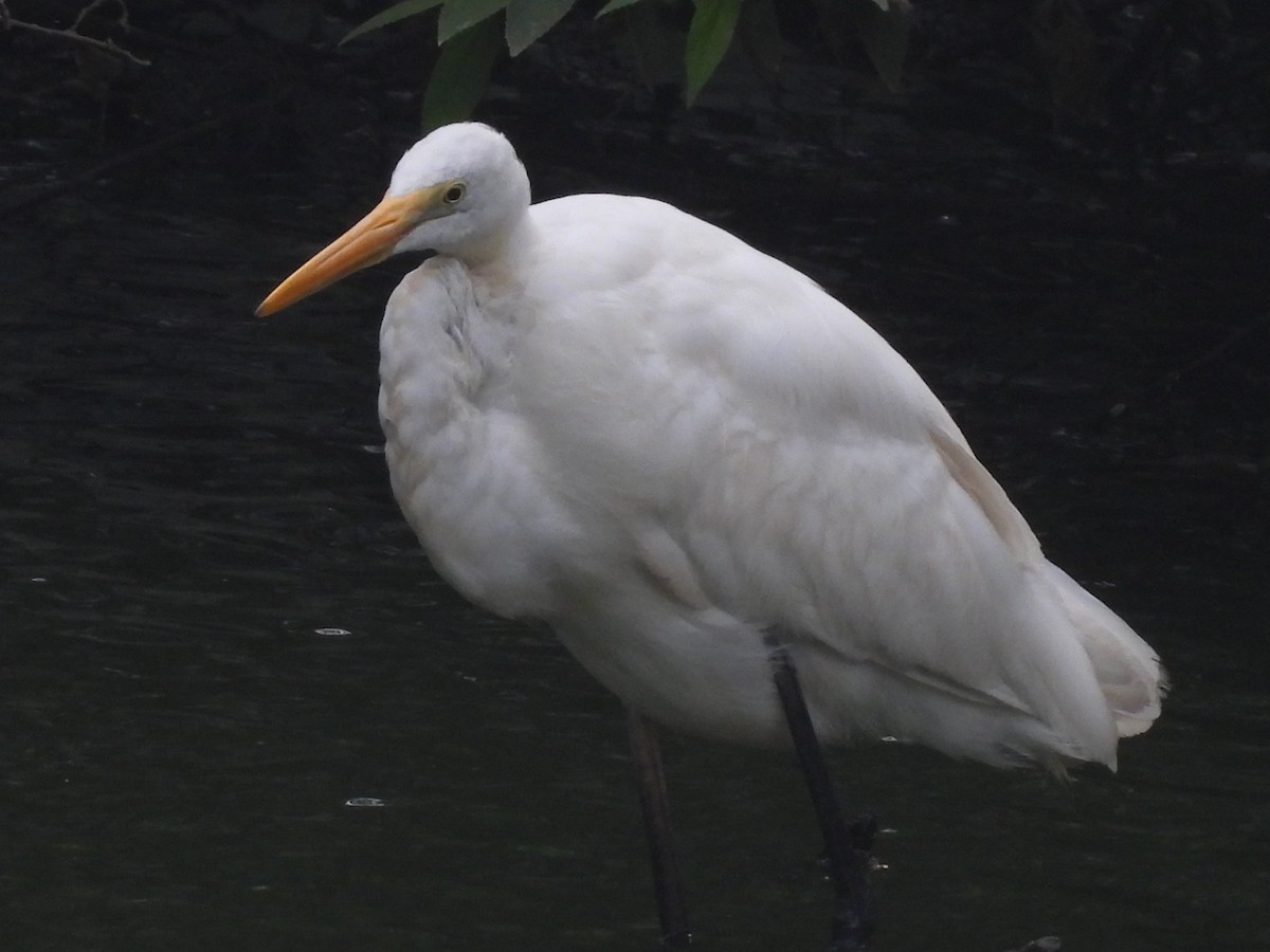 Great Egret - ML646028981