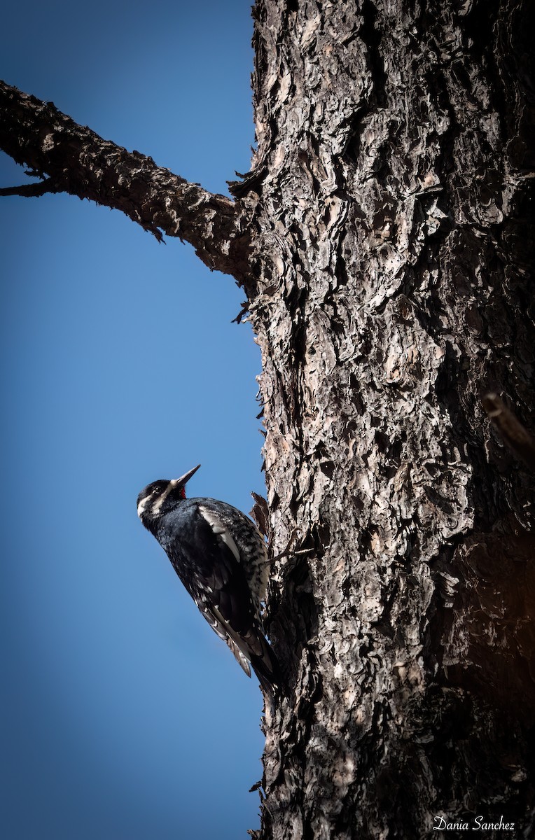 Williamson's Sapsucker - ML646028982