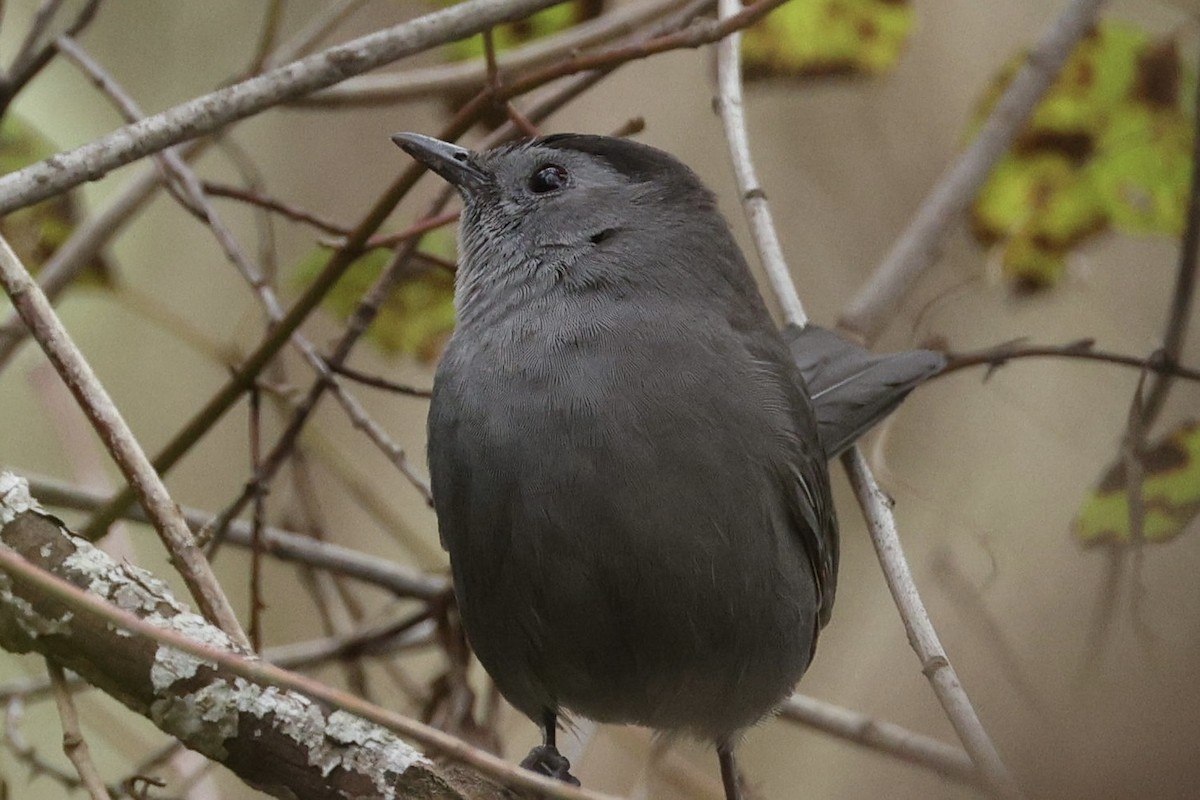 Gray Catbird - ML646028983
