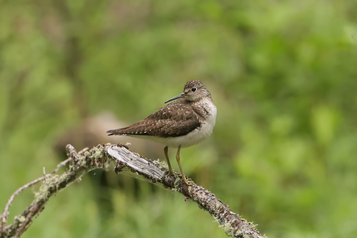 Solitary Sandpiper - ML646028991