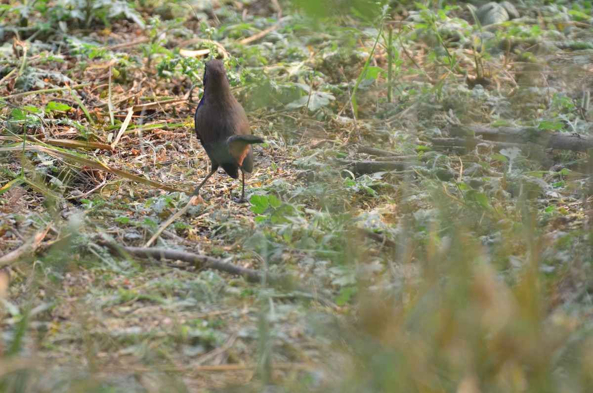 Indian Robin - ML646028996