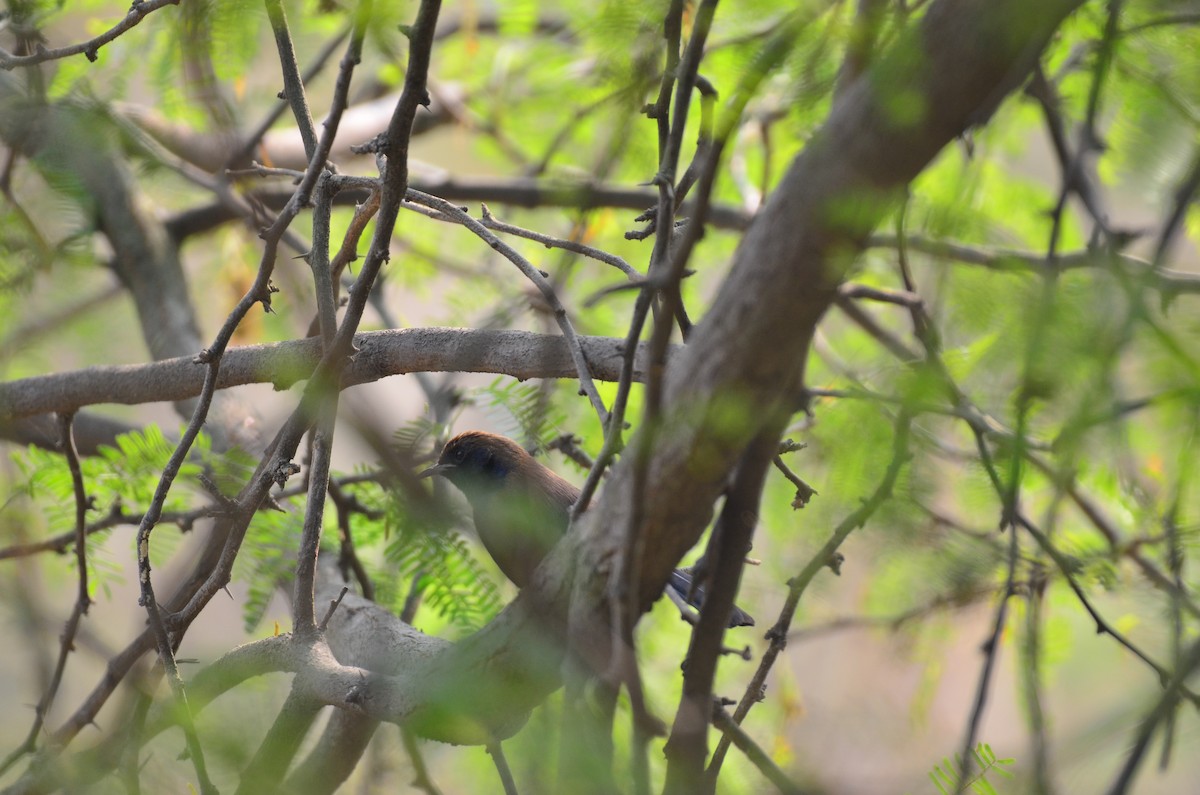 Indian Robin - ML646028998