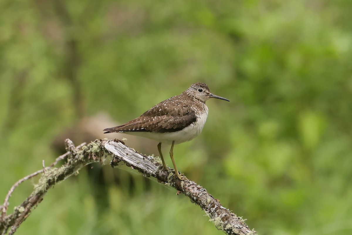 Solitary Sandpiper - ML646028999