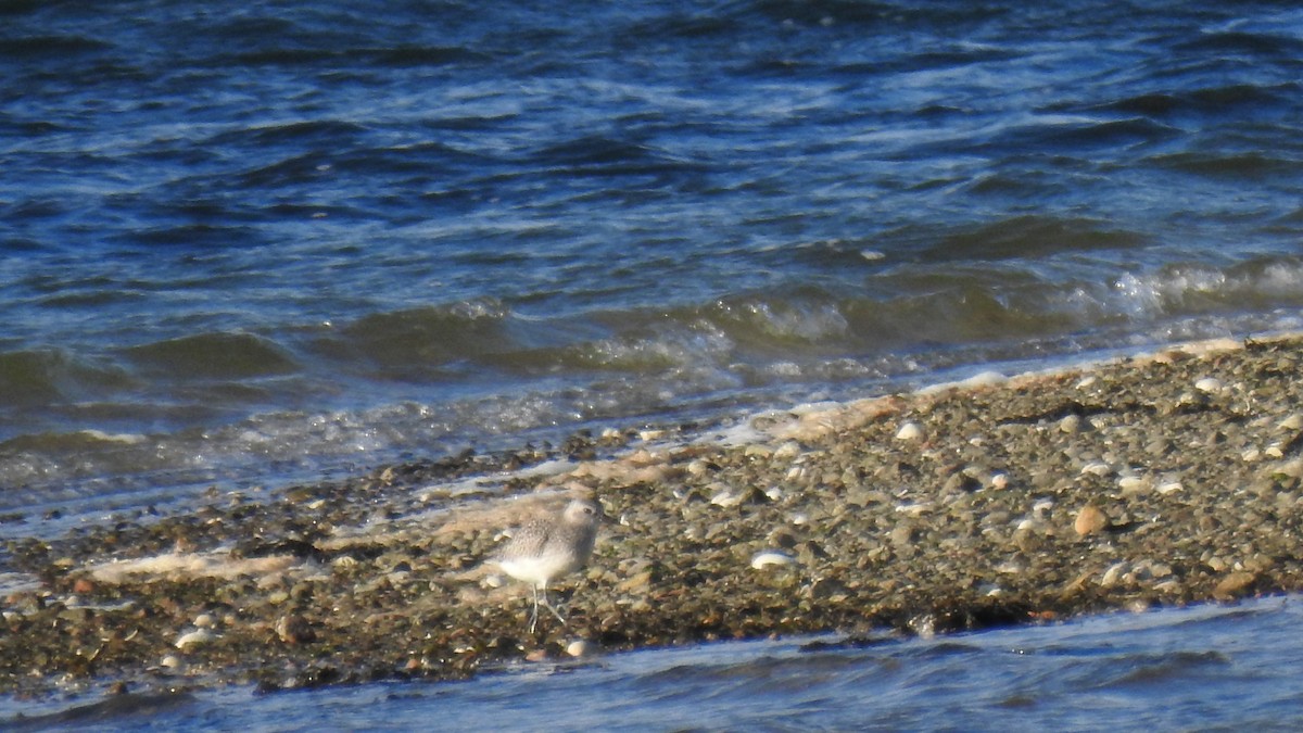 ダイゼン - ML646029008