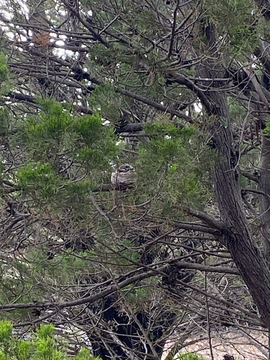 Willie-wagtail - ML646029010