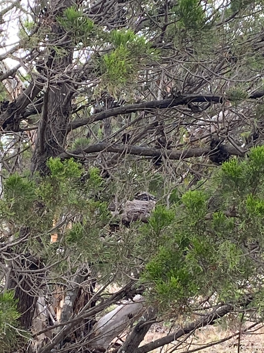 Willie-wagtail - ML646029011