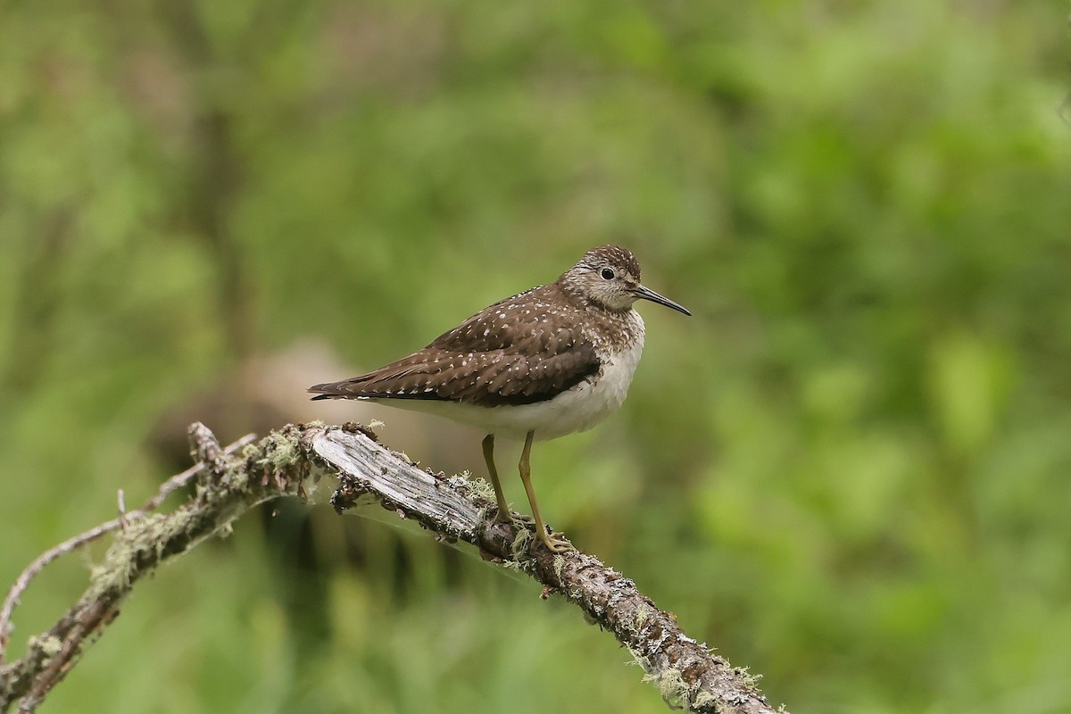Solitary Sandpiper - ML646029021