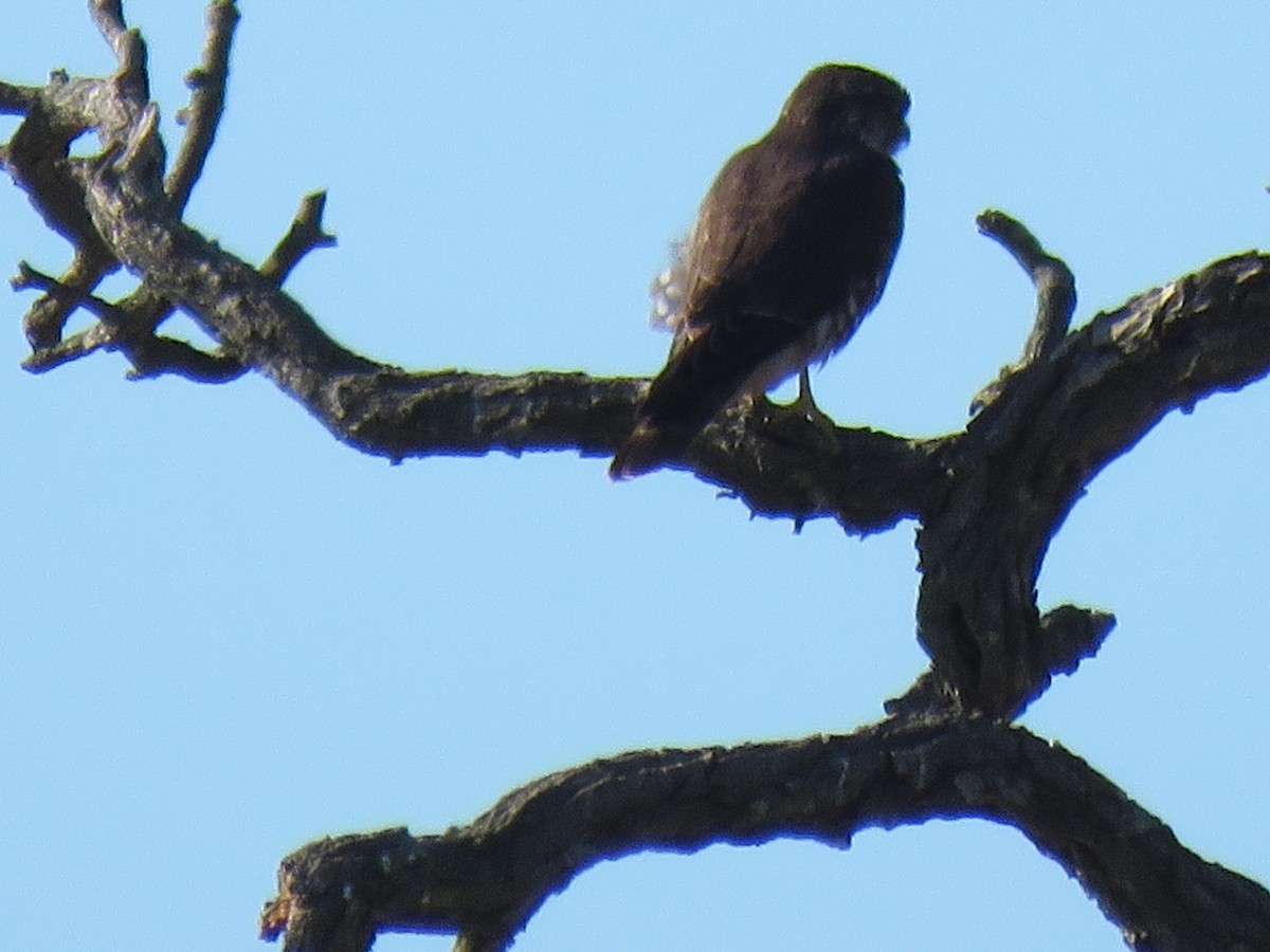 コチョウゲンボウ - ML646029022