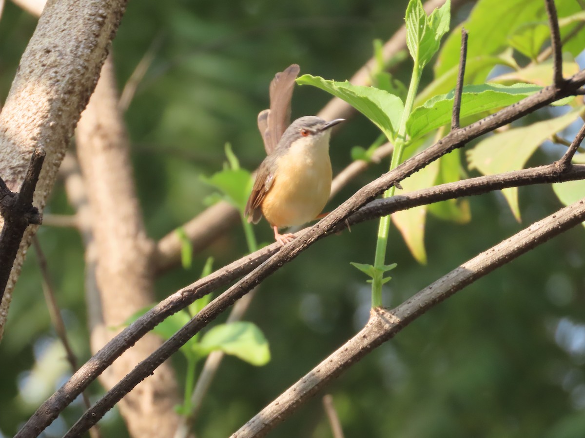 Ashy Prinia - ML646029044