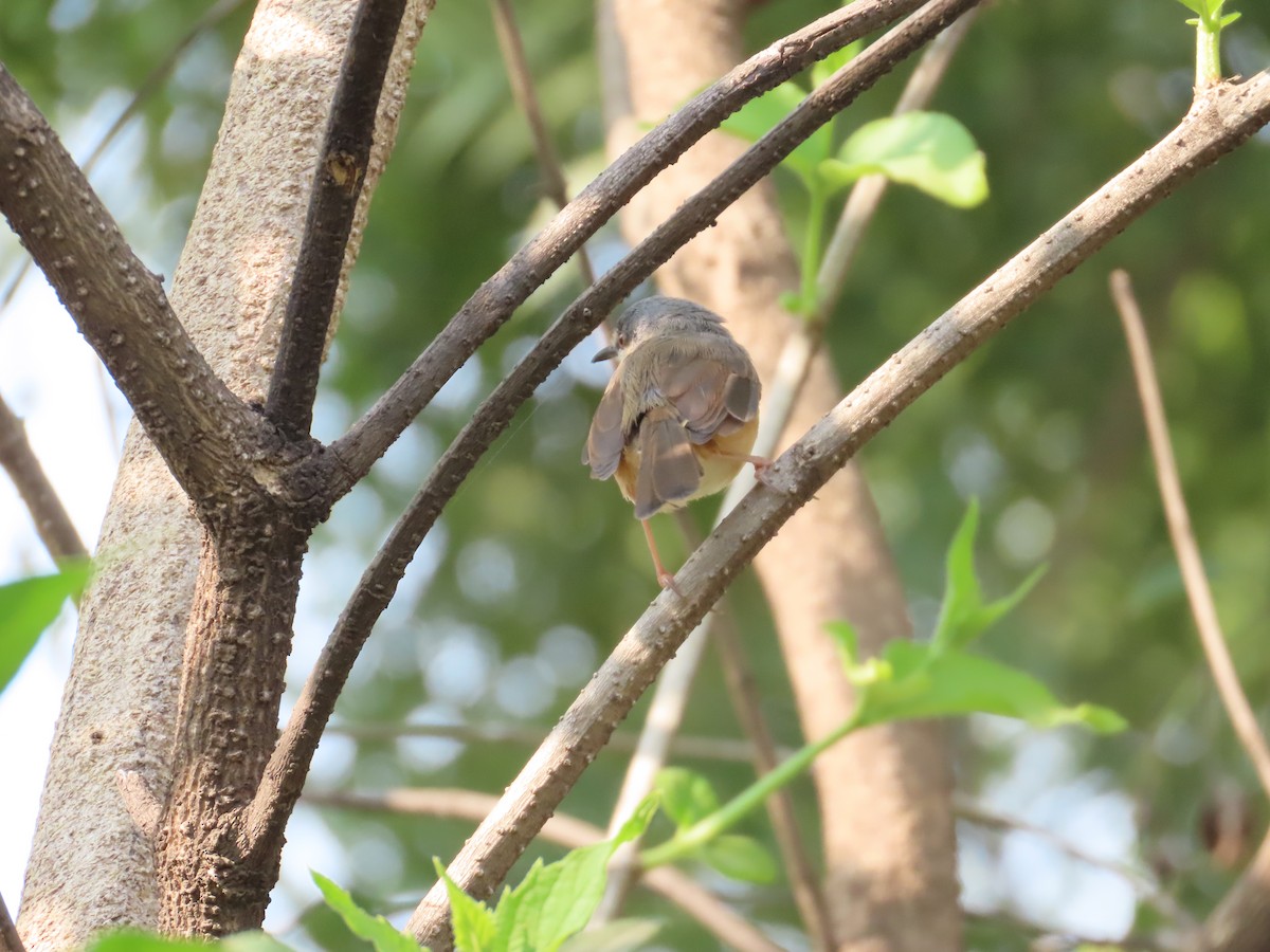 Ashy Prinia - ML646029045