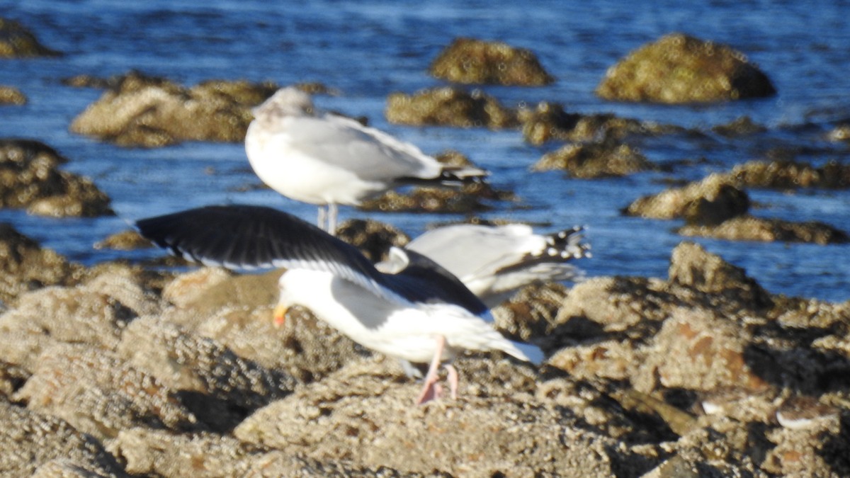 Great Black-backed Gull - ML646029046