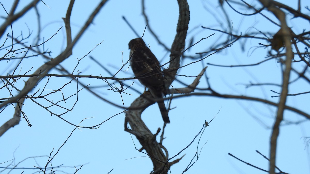 Cooper's Hawk - ML646029048