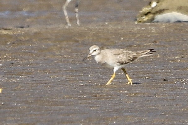 Chevalier de Sibérie - ML646029049