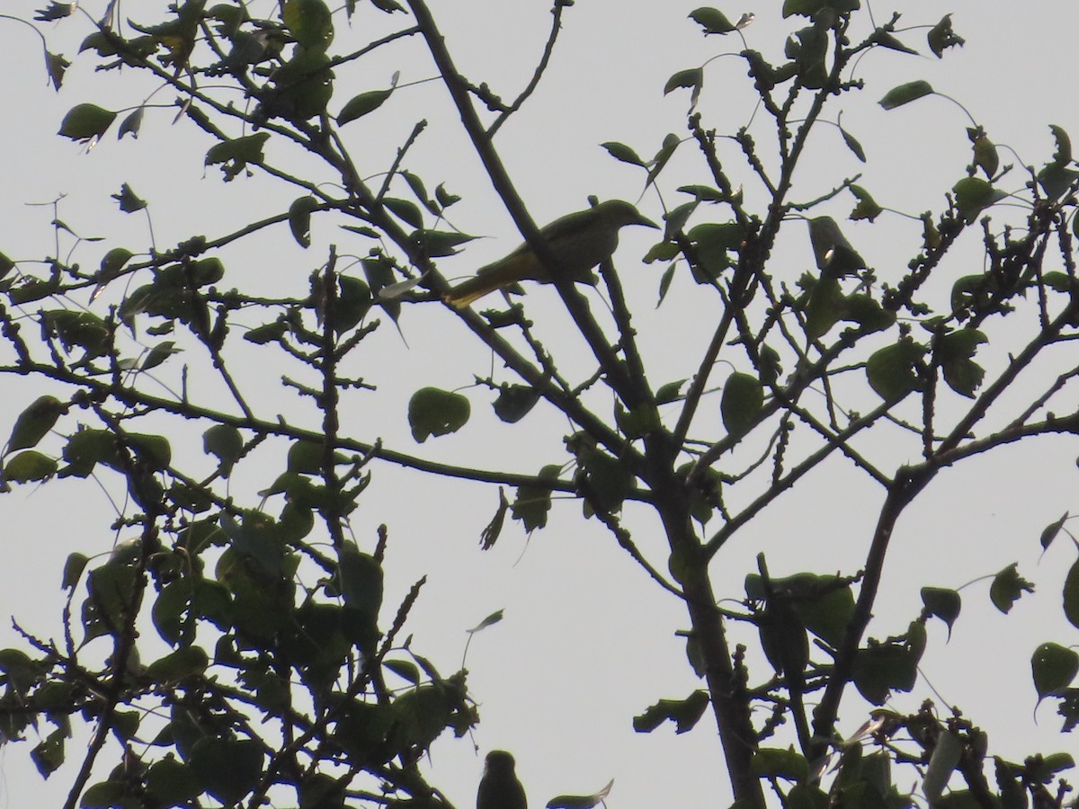 Indian Golden Oriole - ML646029053