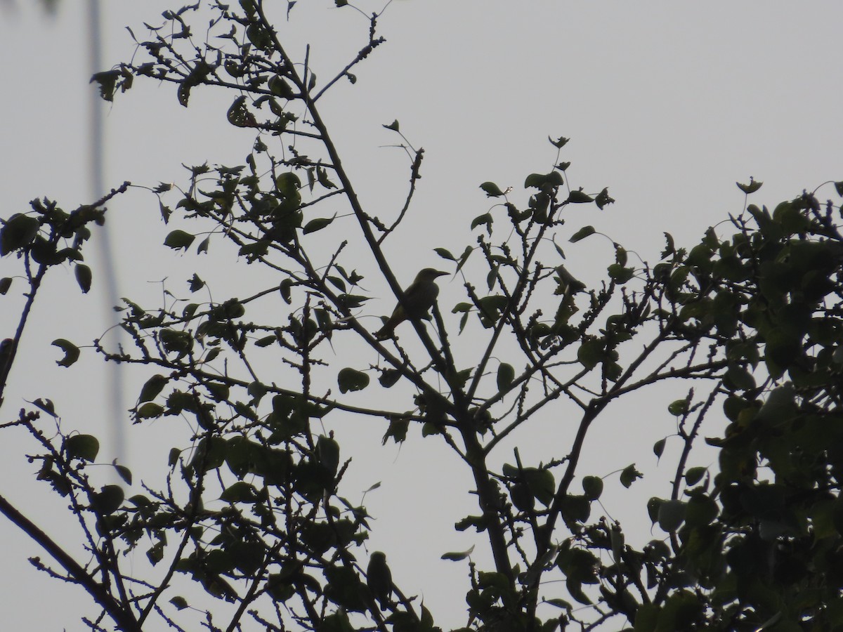 Indian Golden Oriole - ML646029054