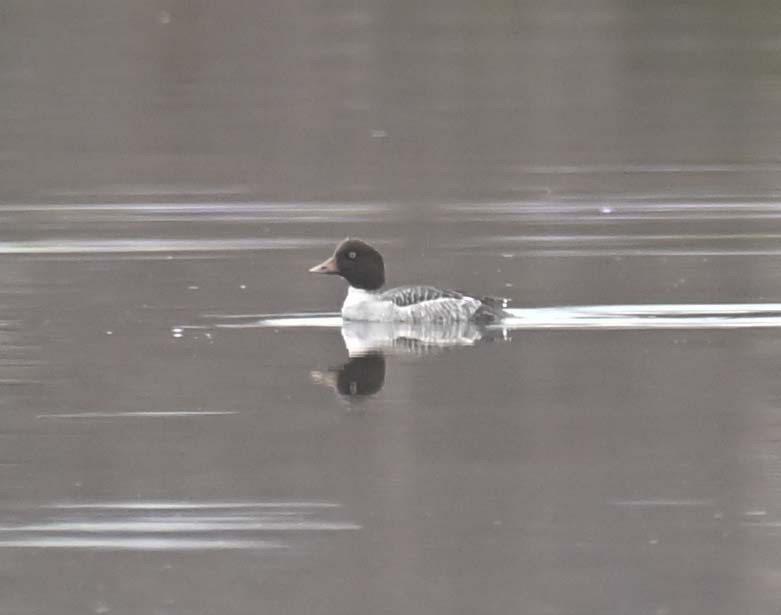 キタホオジロガモ - ML646029055