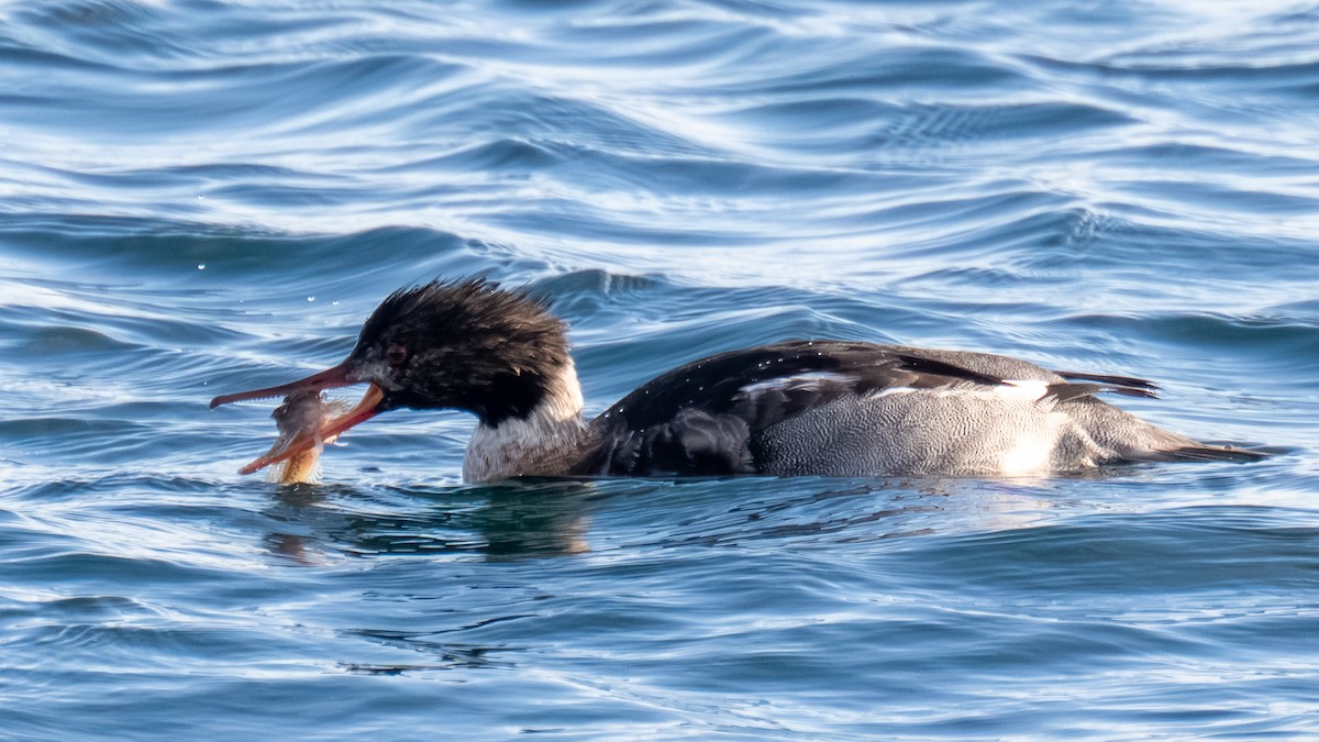Red-breasted Merganser - ML646029062