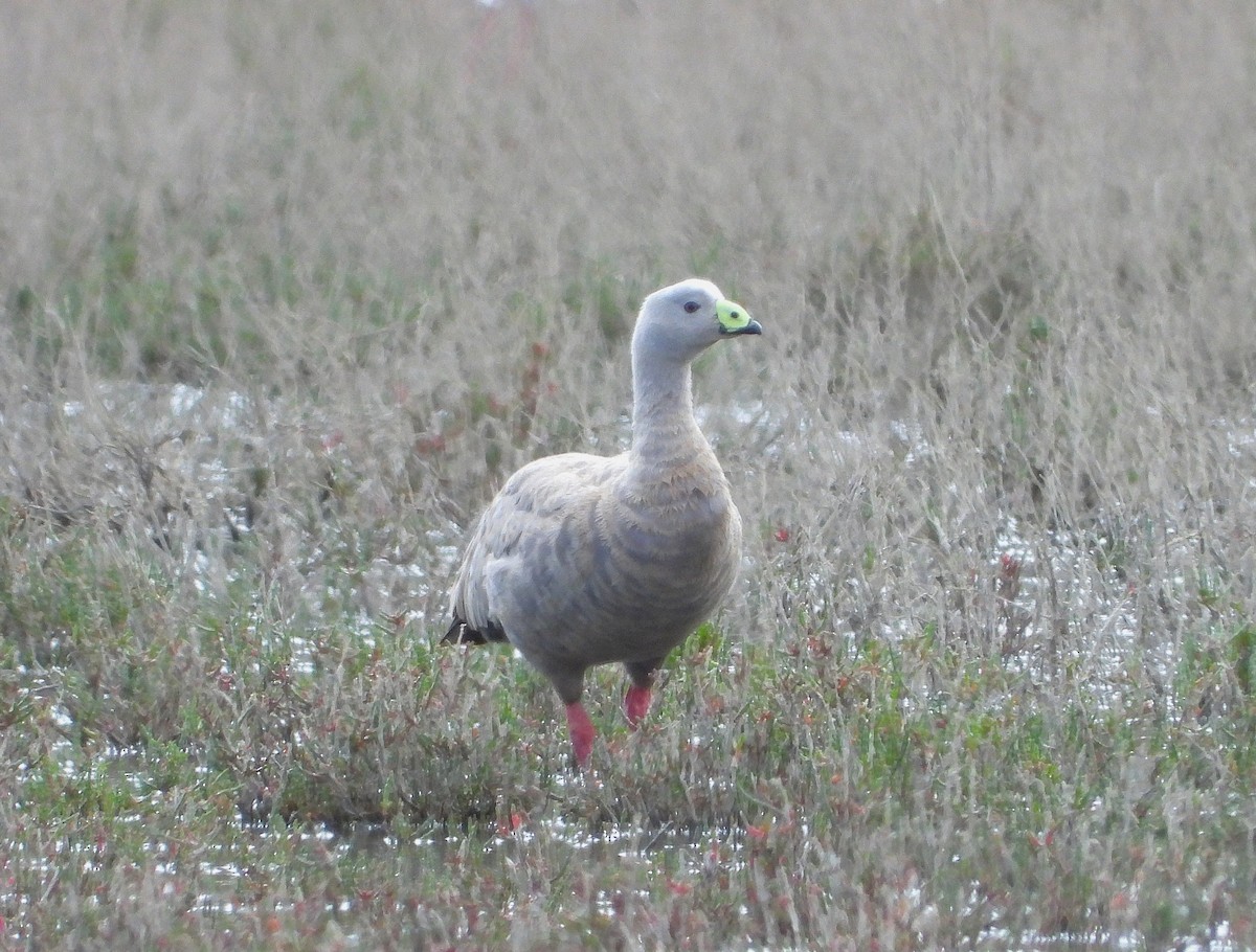 Cape Barren Goose - ML646029066
