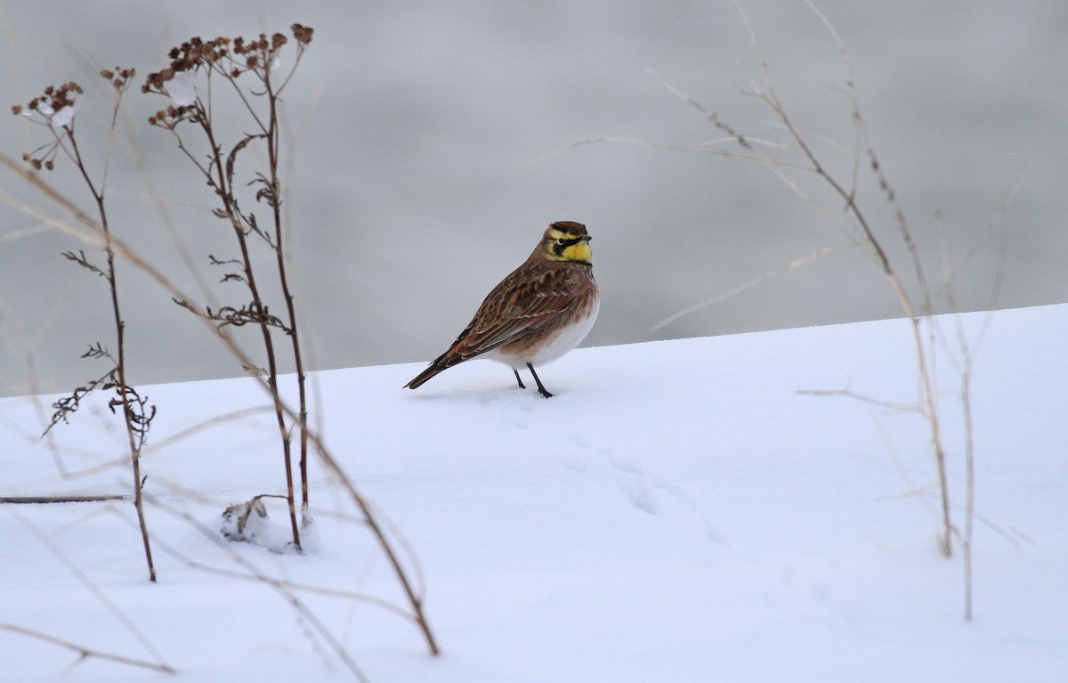 Horned Lark - ML646029067