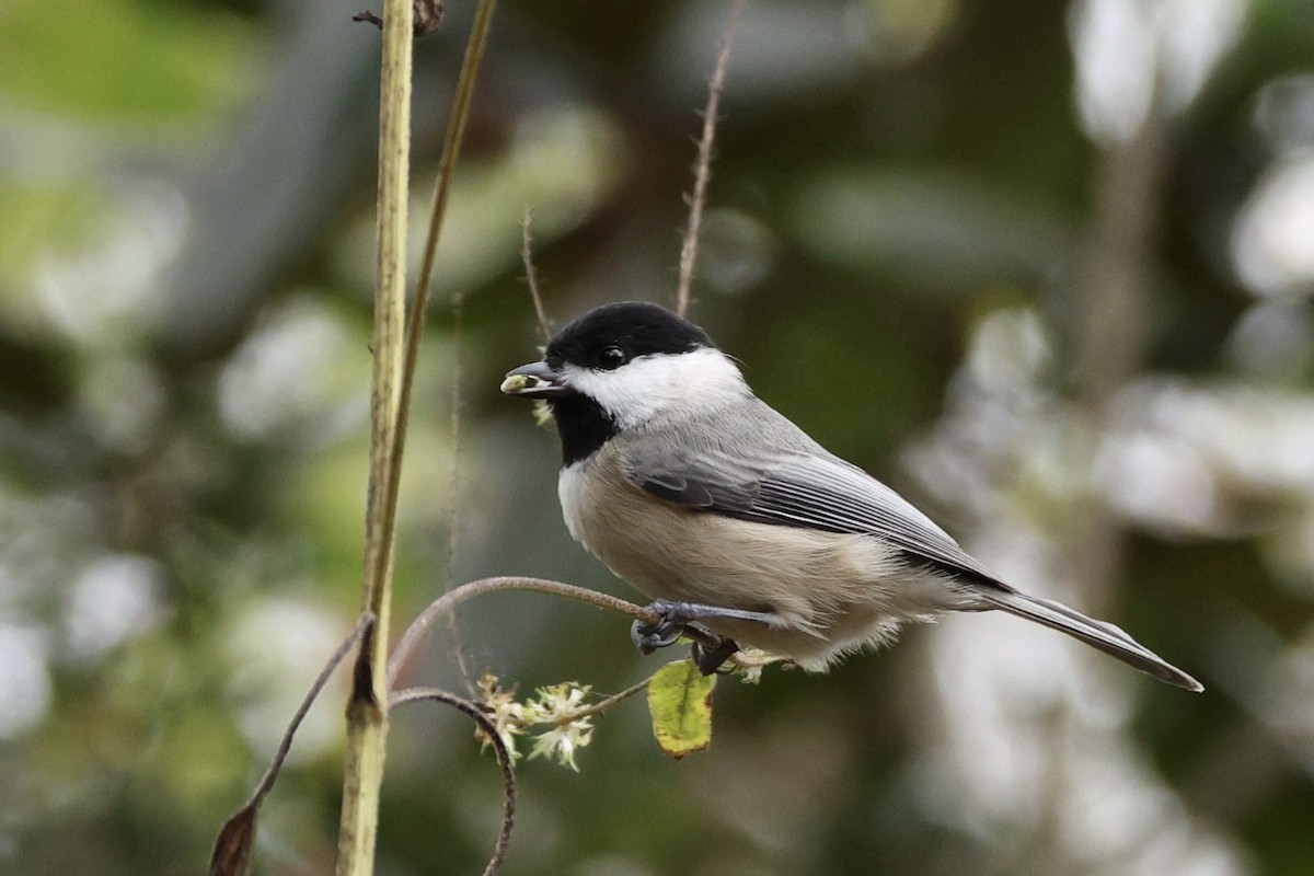 Carolina Chickadee - ML646029086