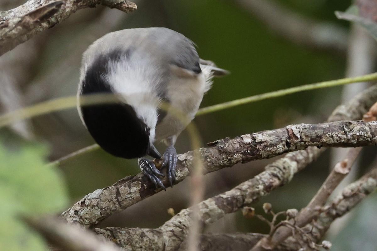 Carolina Chickadee - ML646029087